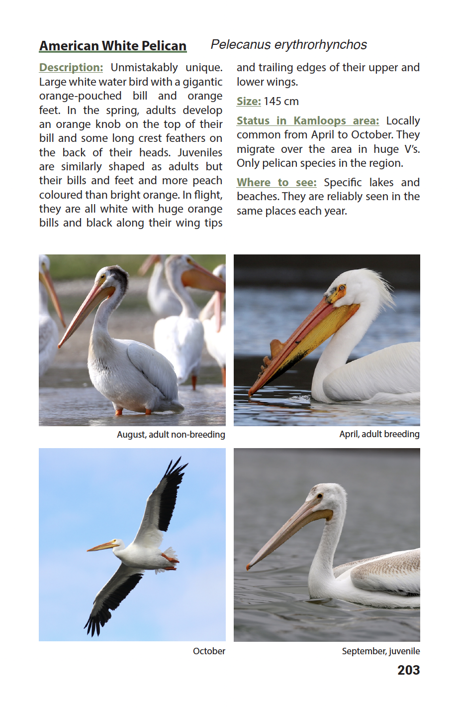 BIRDS of Kamloops and the Thompson-Nicola Regional District