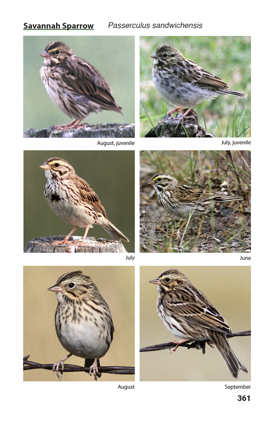 BIRDS of Kamloops and the Thompson-Nicola Regional District