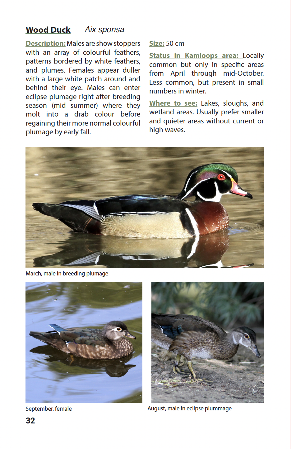 BIRDS of Kamloops and the Thompson-Nicola Regional District