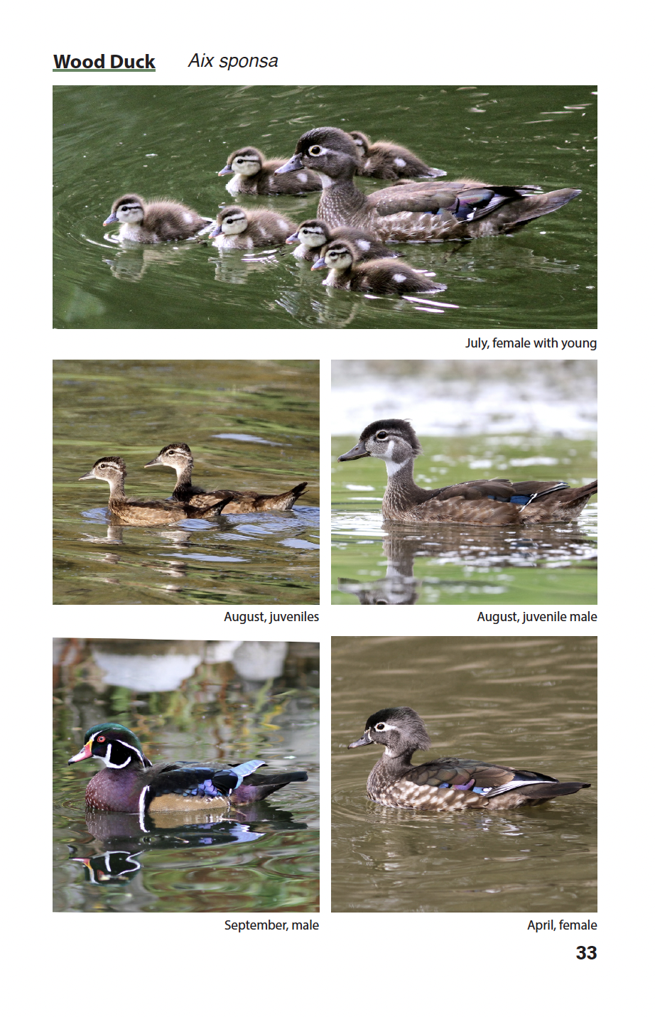BIRDS of Kamloops and the Thompson-Nicola Regional District